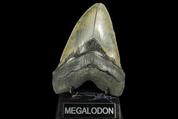 Serrated, Fossil Megalodon Tooth - Monster Meg Tooth #156540